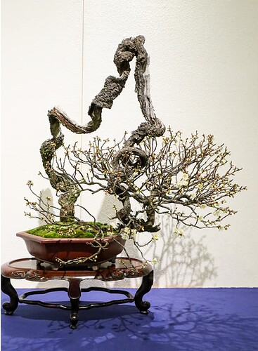 prunus mume kokufu2021