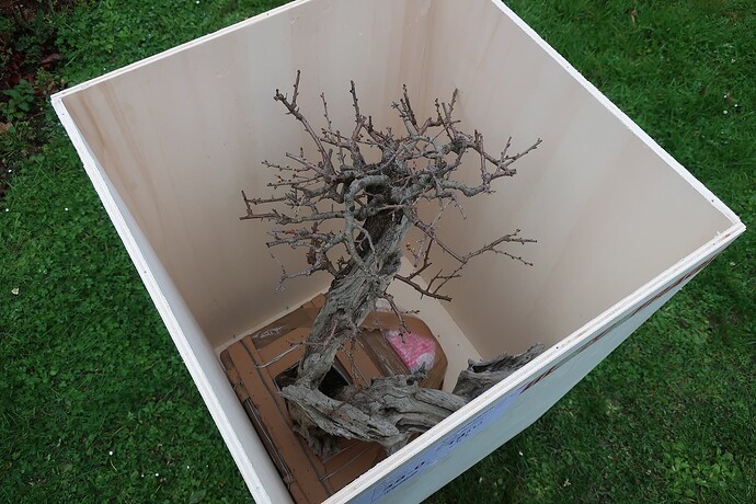 prunus mahaleb ikigai 2024 03 05 (2)
