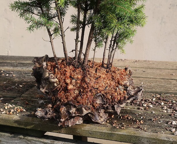 picea glehnii 2024 03 19 (14)