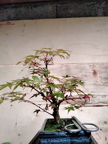 IMG20240908114753