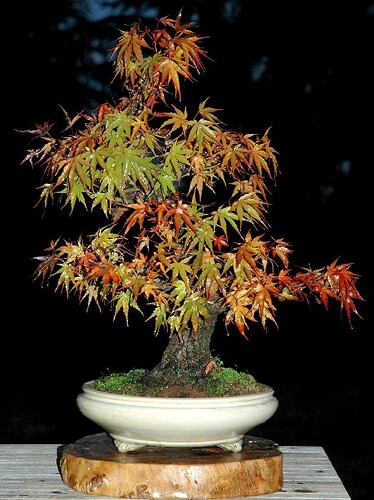 Acer_palmatum_arakawa_automne