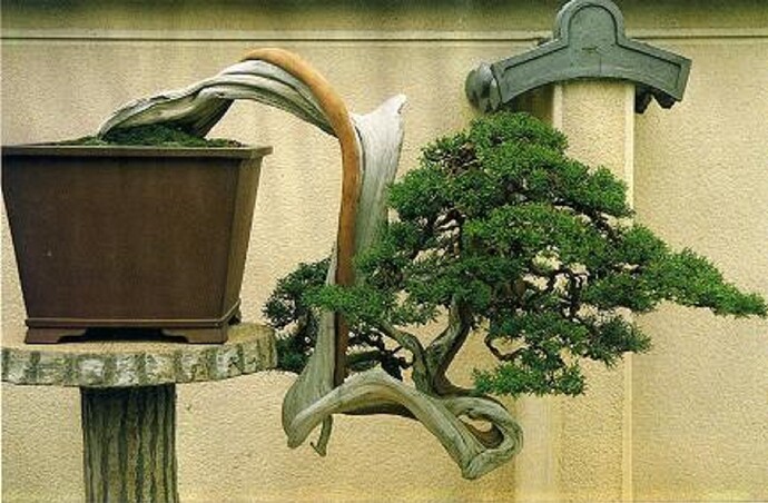juniperus kengai-1