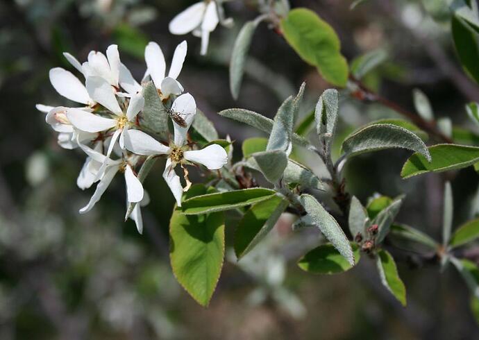 Fleurs_amelanchier_ovales1