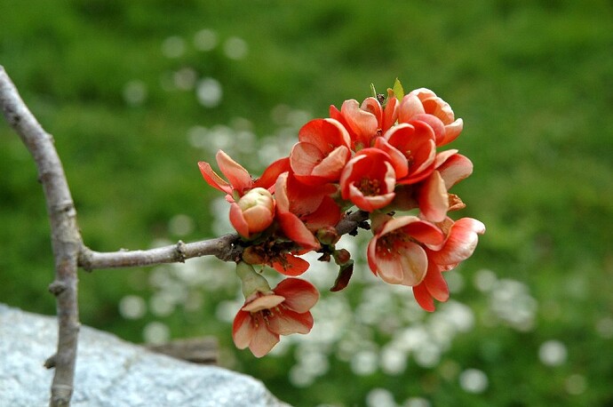 fleurs_cognassier