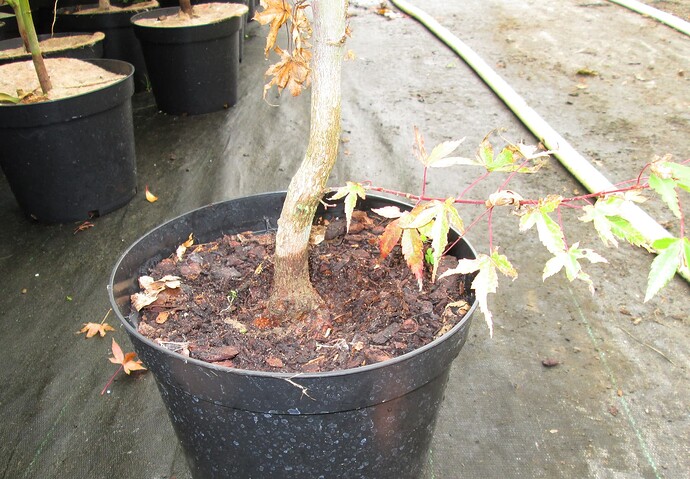 acer palmatum beni chidori 2018 09 12 002