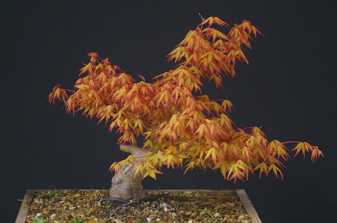 IMGP0354