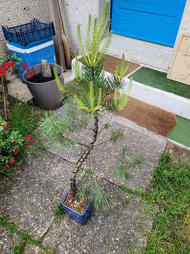 Pin Sylvestre 1