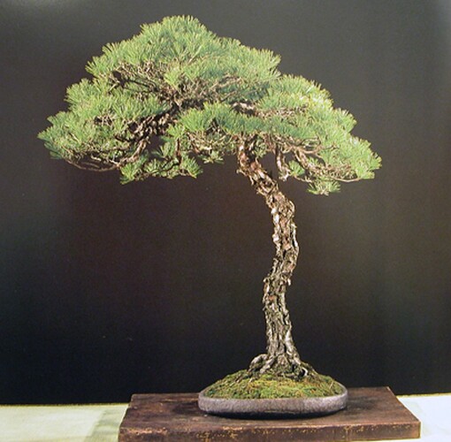 pinus densiflora  lettréDSCN2227