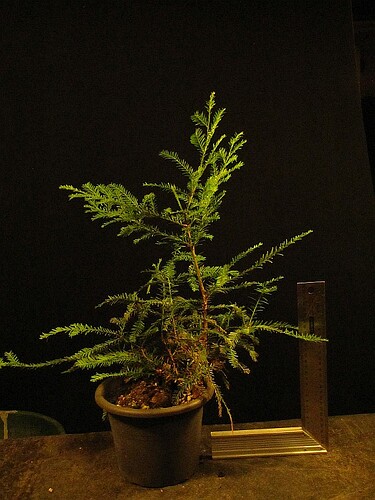 seq.semp-01_201116a