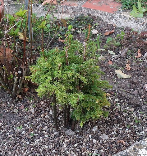 picea glehnii 2024 08 27 (9)