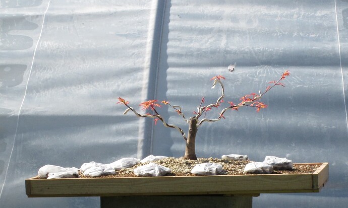 acer palmatum beni tsukasa 2018 04 19 000