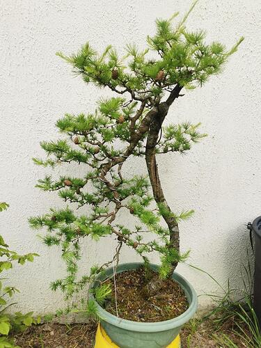 larix atelier