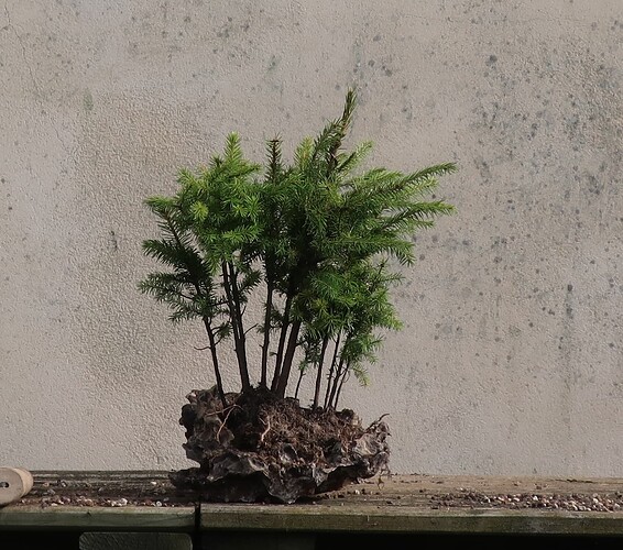 picea glehnii 2024 03 19 (10)