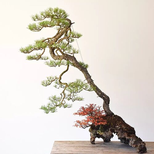 pin sylvestre Jan Culek sur roche