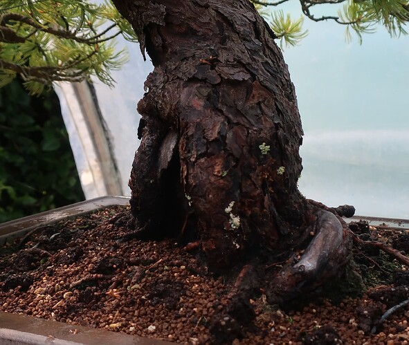 pinus pentaphylla shari 2024 07 18 (1)
