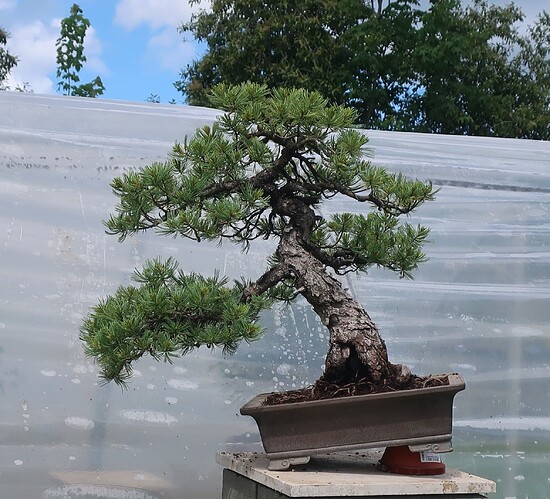 pinus pentaphylla shari 2024 05 16 (11)