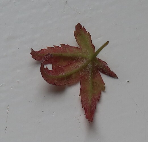 acer palmatum beni chidori 2024 09 02 (2)