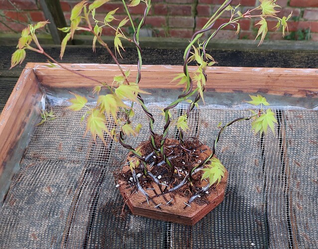 acer palmatum katsura 2020 03 06 (3)