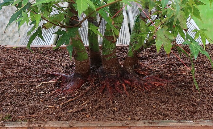 acer palmatum katsura 2023 08 22 (5)
