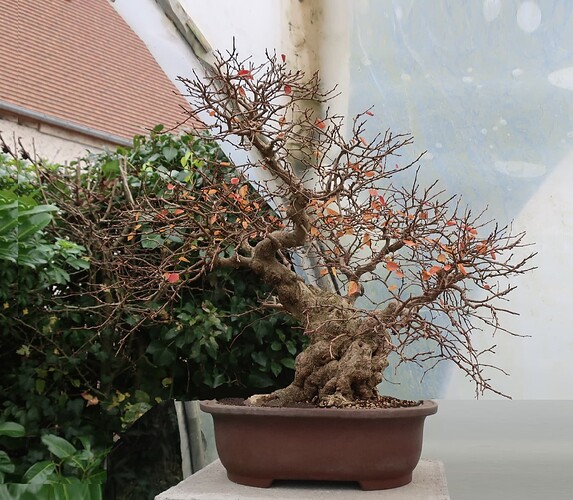 carpinus coreana 2024 12 11 (9virt)