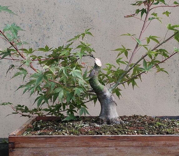 acer palmatum beni chidori 2023 08 24 (2)