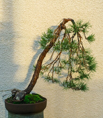 IMGP7781