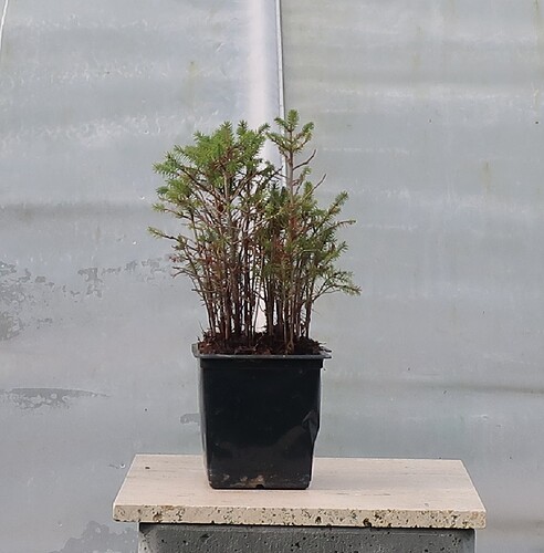 picea glehnii 2019 10 24 001