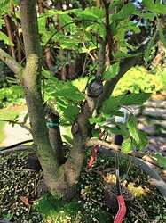 IMG_20240509_113337