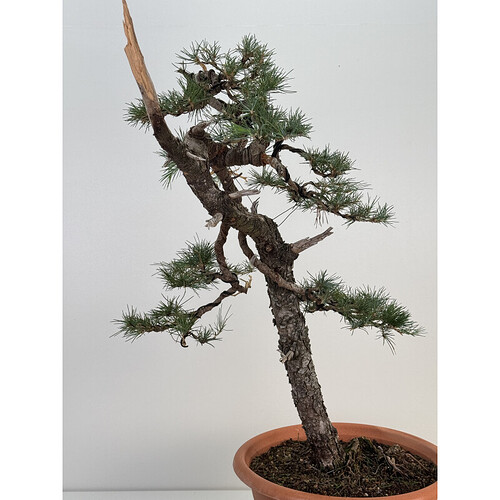 cedrus-i-74789