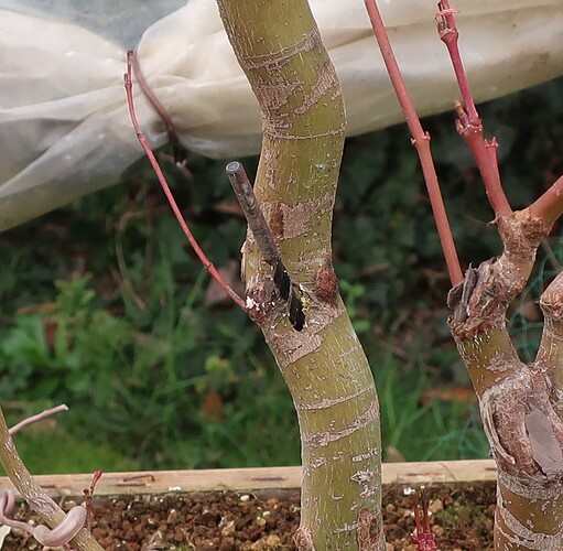 acer palmatum katsura 2024 02 15 (1)