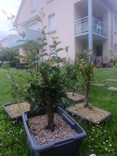 IMG_20240714_205124_082