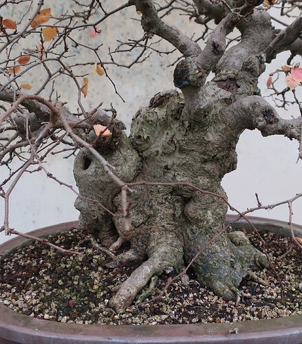 carpinus coreana 2024 12 09 (10)