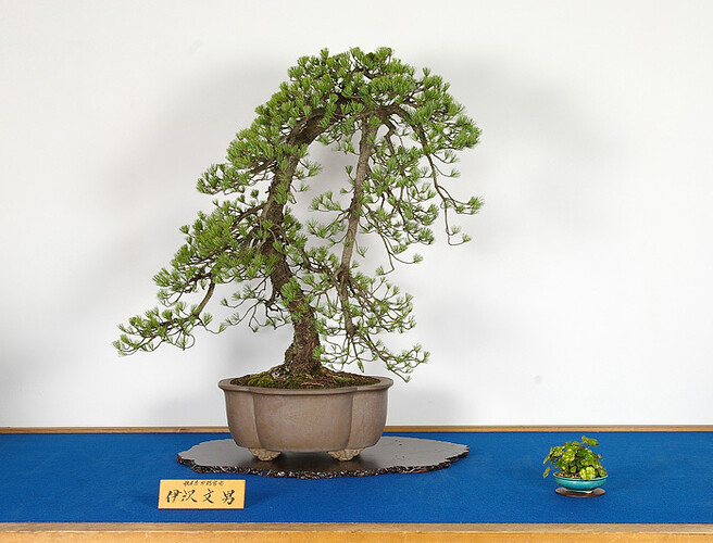 pinus pentaphylla branche tombante