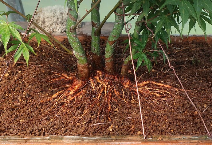 acer palmatum katsura 2021 08 25 003après