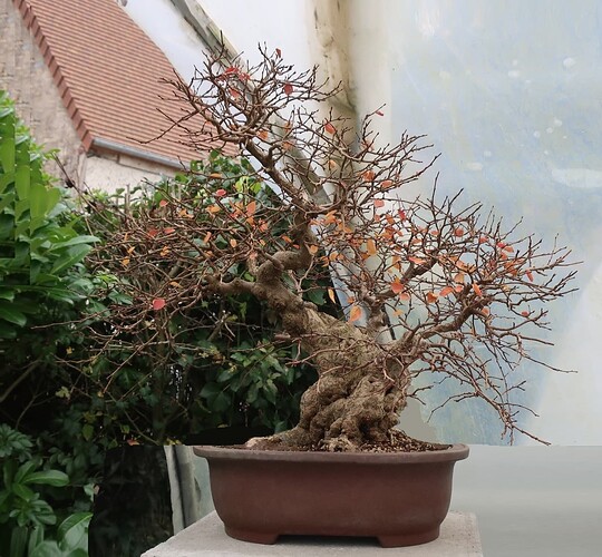 carpinus coreana 2024 12 11 (10virt)