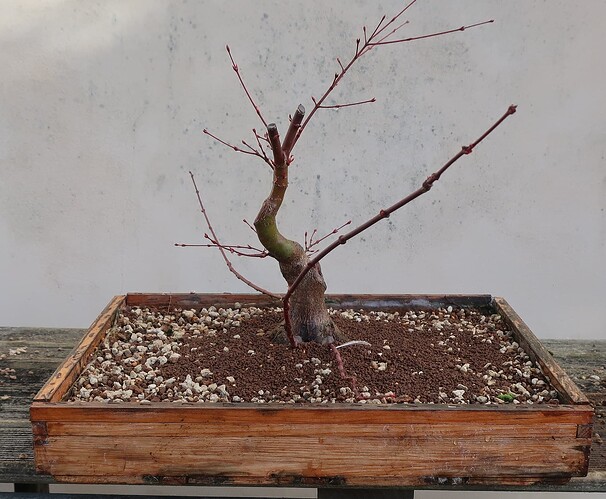 acer palmatum beni chidori 2023 03 13 (13)