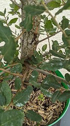 PXL_20231017_123722080