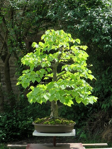 IMG_8801