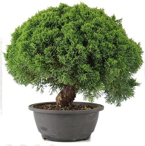 4-2023-12-07 09_48_18-Juniperus chinensis, 26 cm, ± 15 ans - Bonsai Plaza