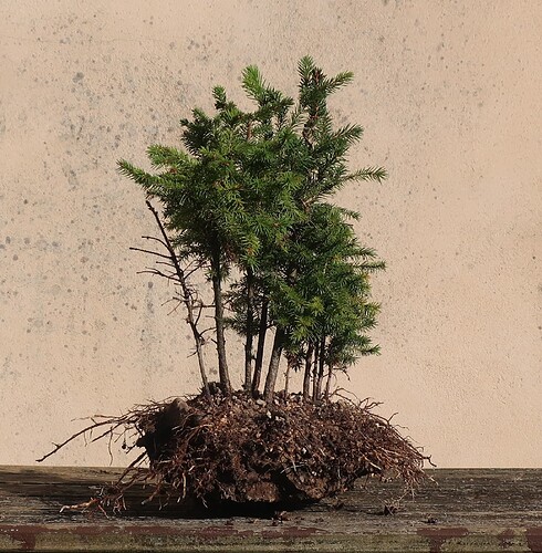picea glehnii 2024 08 27 (3)