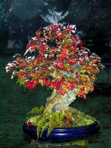 Trident_roche_penjing