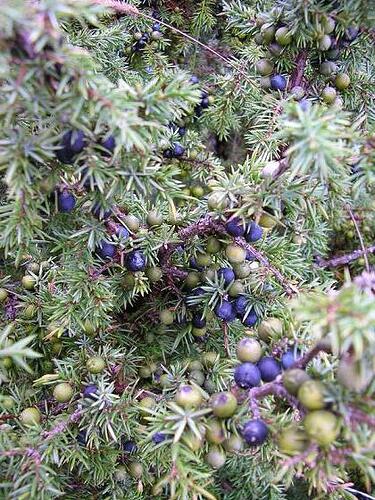 800px-Juniperus_communis_fruits-2