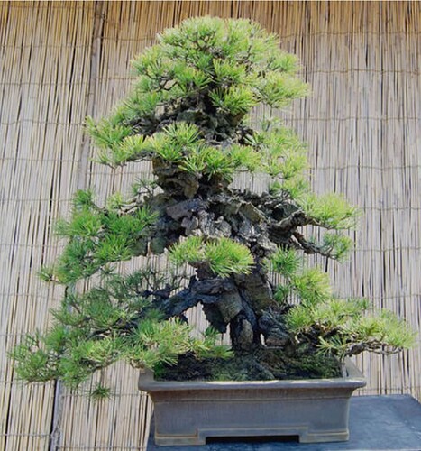 nishikimatsu gréffé il y a 90ans