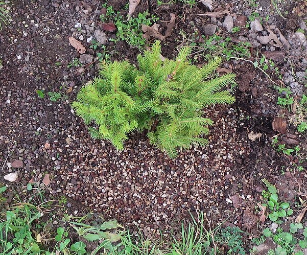 picea glehnii 2024 03 19 (20)