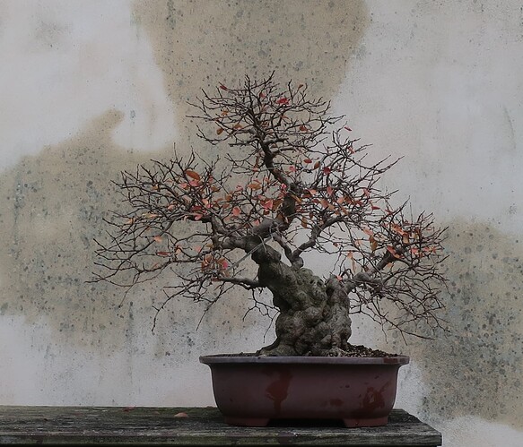 carpinus coreana 2024 12 09 (5)