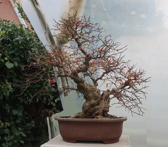 carpinus coreana 2024 12 11 (7virt)