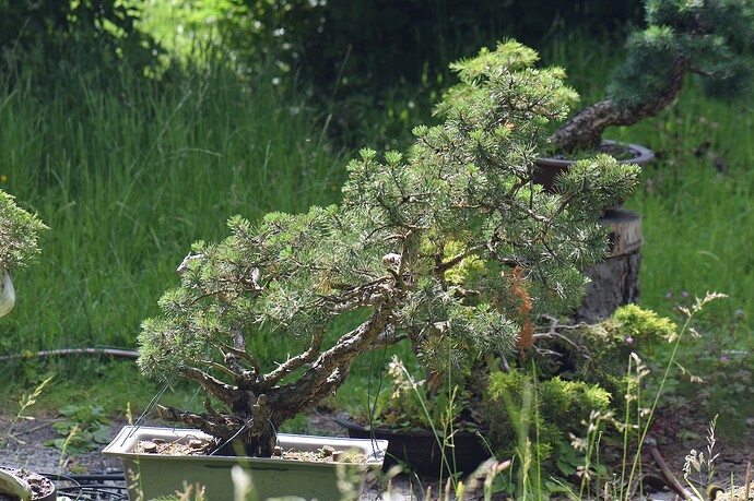 DSC_0006 copie