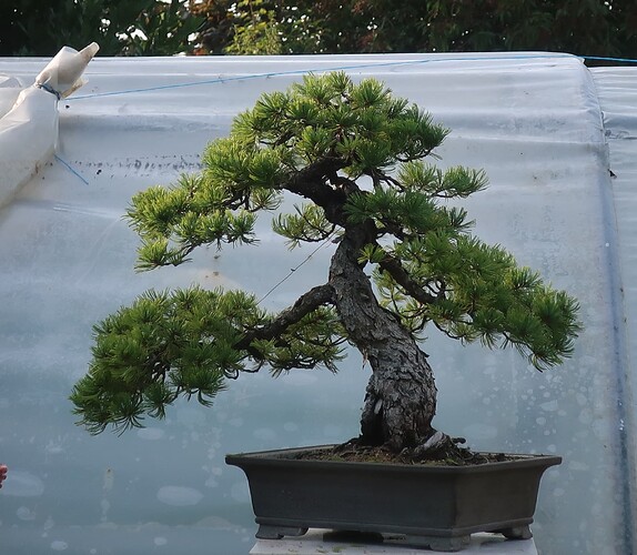 pinus pentaphylla shari 2024 08 28 (1)