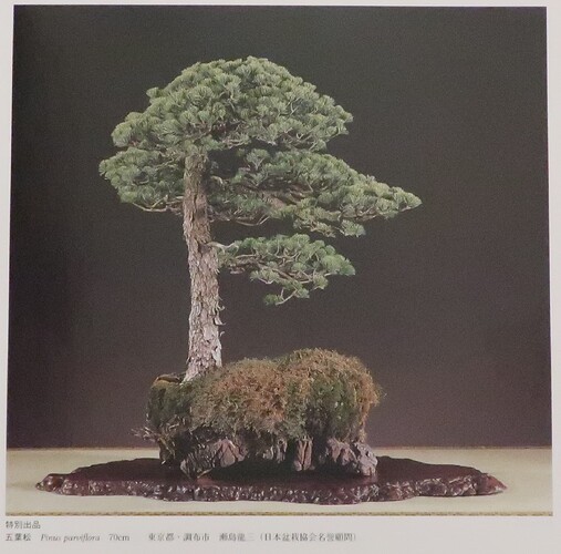 pinus pentaphylla paysage