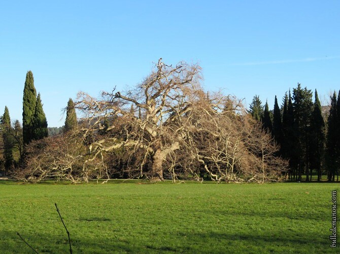 Le platane géant de Lamanon